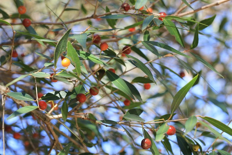 Blepharocalyx salicifolius, photographed by Romi Galeota Lencina