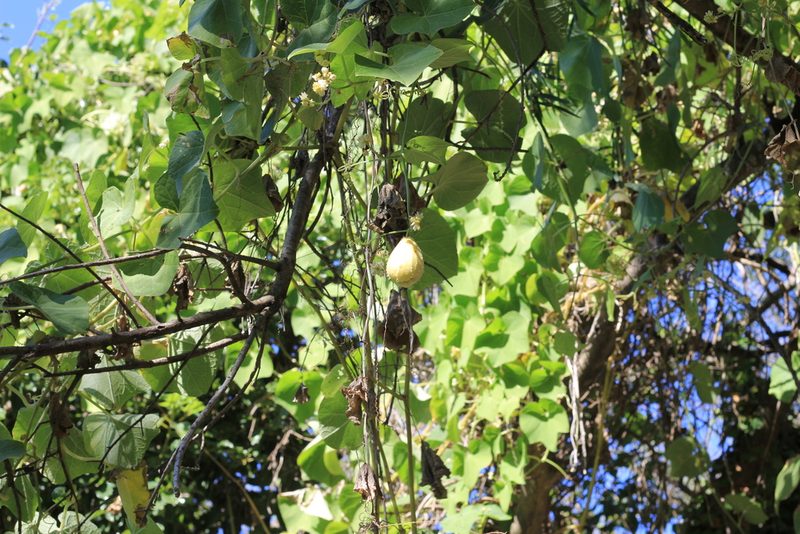 Sicyos edulis, photographed by Romi Galeota Lencina