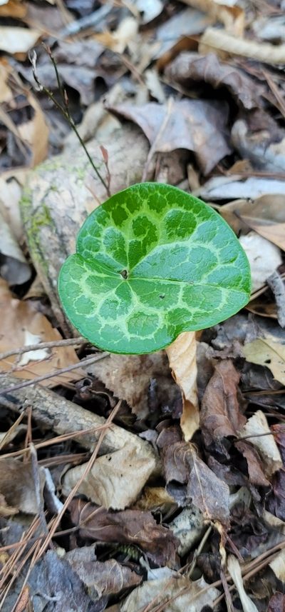 Asarum harperi, photographed by Alan Jeon