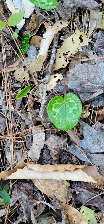 Asarum harperi, photographed by Alan Jeon
