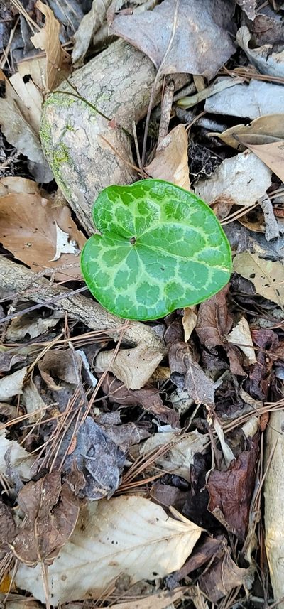 Asarum harperi, photographed by Alan Jeon