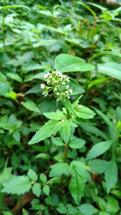 Valeriana flaccidissima, photographed by Lin Scott