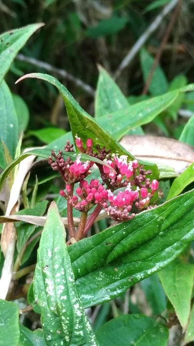 Viburnum urceolatum, photographed by Lin Scott