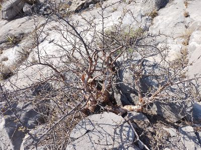Bursera fagaroides, photographed by Sandino Guerrero