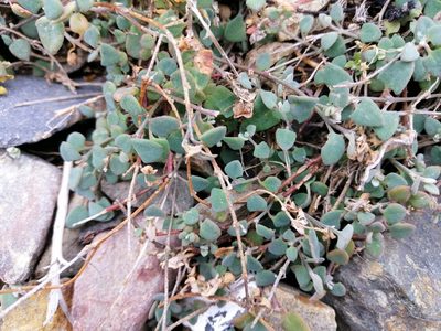 Chenopodium triandrum, photographed by Andy McKay