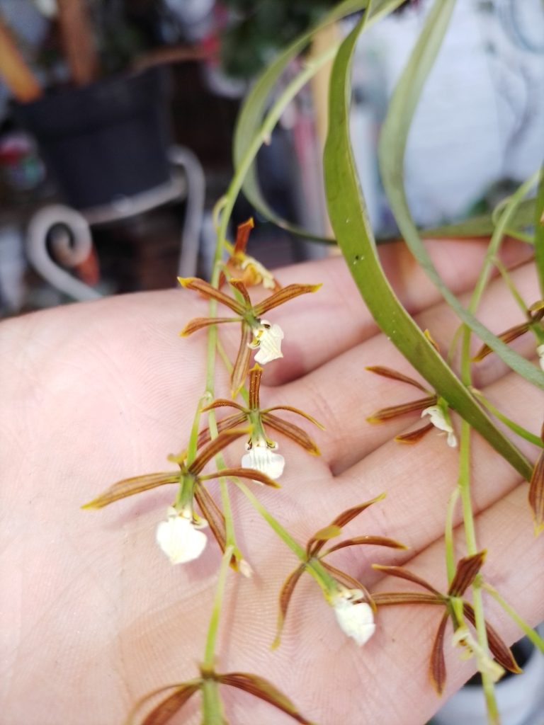 Prosthechea squalida, photographed by Manuel Nicolás Madrigal Pérez