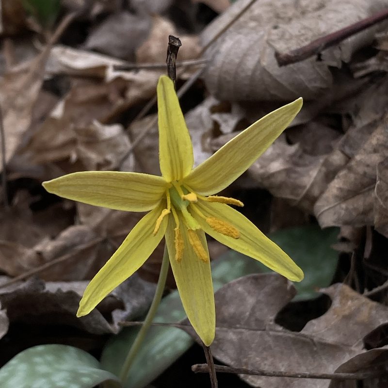 Erythronium rostratum, photographed by Christopher Zacharias