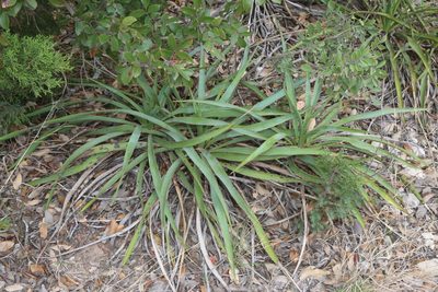 Yucca rupicola, photographed by Reid Hardin