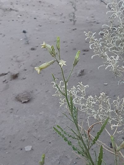 Nicotiana petunioides, photographed by veonatura