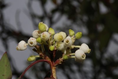 Arbutus xalapensis, photographed by Reid Hardin