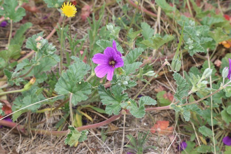 Erodium texanum, photographed by Reid Hardin