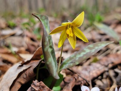 Erythronium rostratum, photographed by Elias