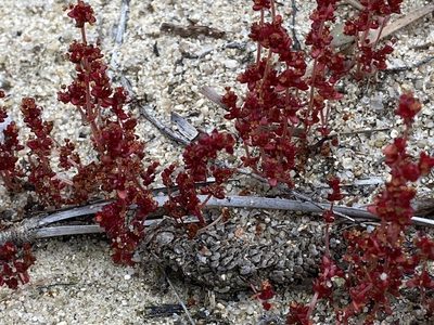 Crassula connata, photographed by Ingo Renner