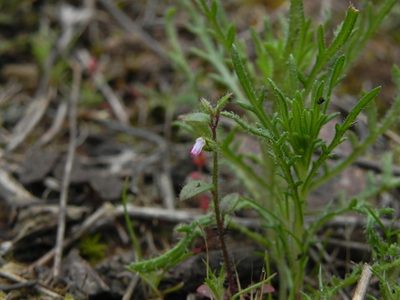 Sairocarpus nuttallianus, photographed by James C. Davis