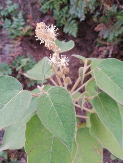 Croton gracilipes, photographed by Max Brujula