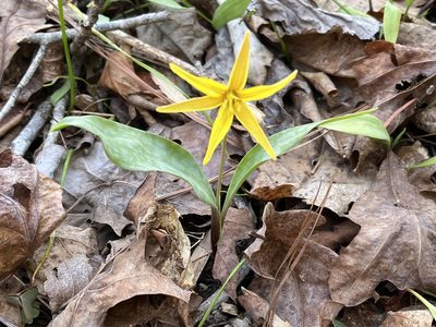Erythronium rostratum, photographed by Brian Finzel