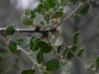 Quercus dumosa, photographed by James C. Davis