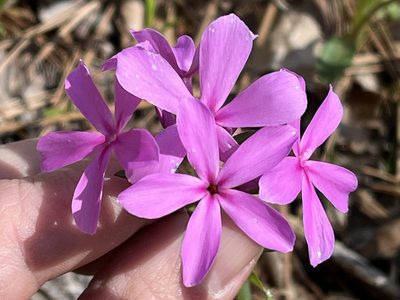 Phlox amoena, photographed by Brian Finzel
