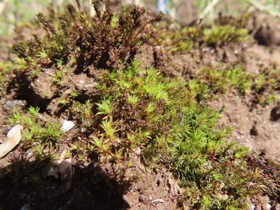 Atrichum angustatum, photographed by Mila C.