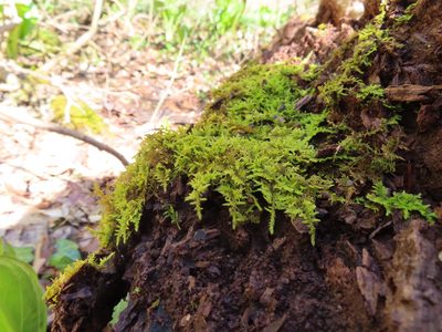Thuidium delicatulum, photographed by Mila C.