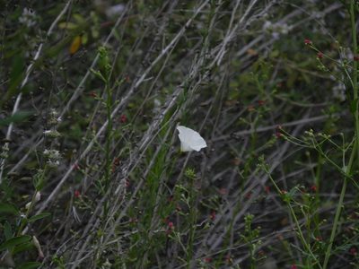 Calystegia macrostegia, photographed by James C. Davis