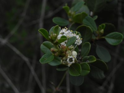 Ceanothus verrucosus, photographed by James C. Davis