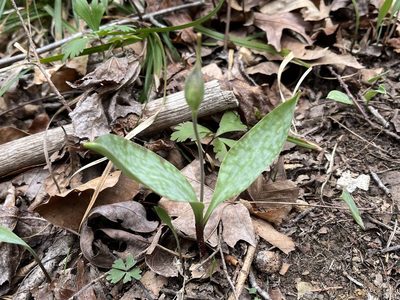 Erythronium rostratum, photographed by Brian Finzel