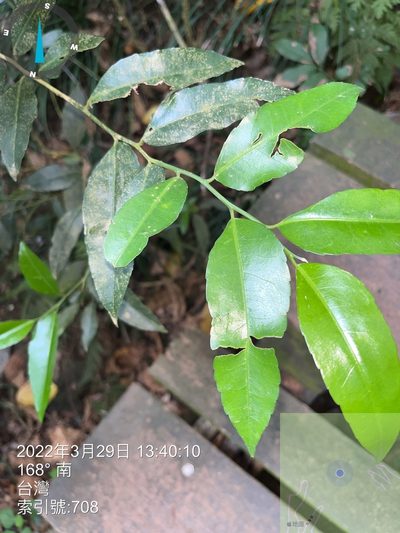 Putranjiva formosana, photographed by 謝麗霦