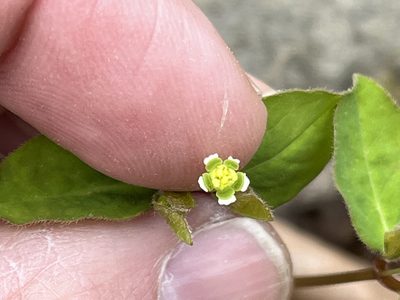 Euphorbia mercurialina, photographed by Brian Finzel