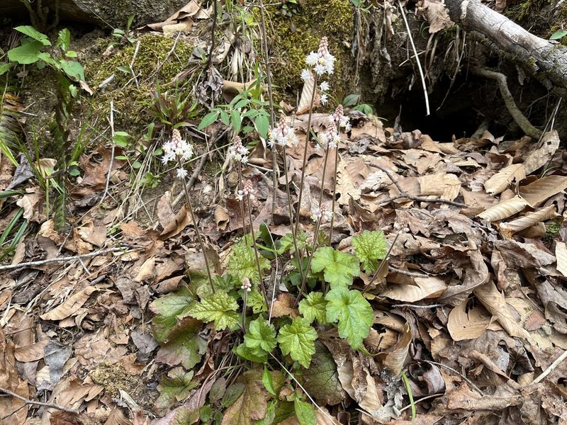 Tiarella wherryi, photographed by Brian Finzel