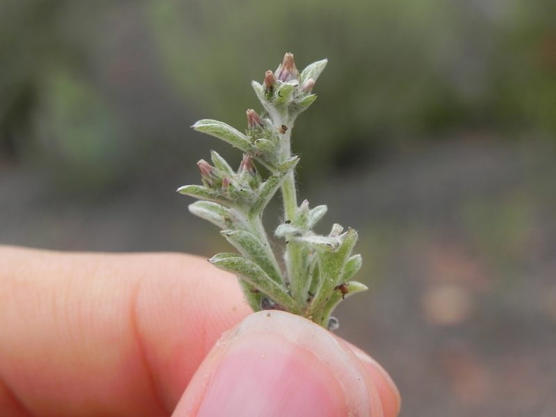 Gamochaeta stagnalis, photographed by James C. Davis