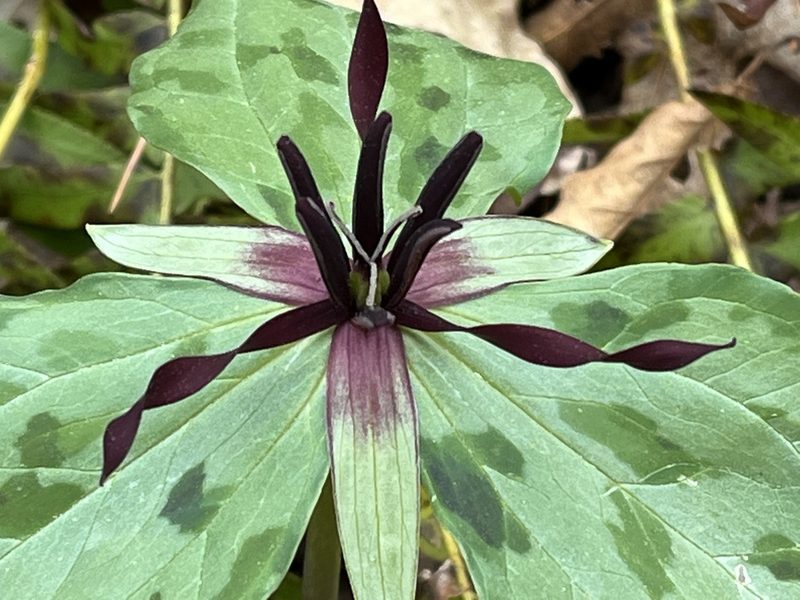 Trillium stamineum, photographed by Brian Finzel