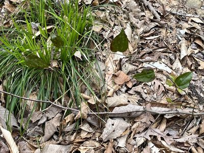 Smilax glauca, photographed by Brian Finzel