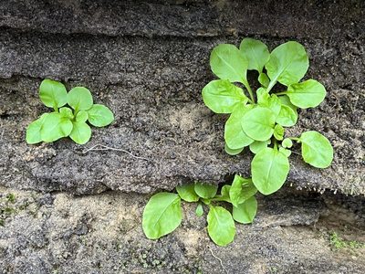 Primula frenchii, photographed by Brian Finzel
