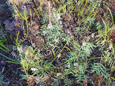 Vicia caroliniana, photographed by Leila Dasher
