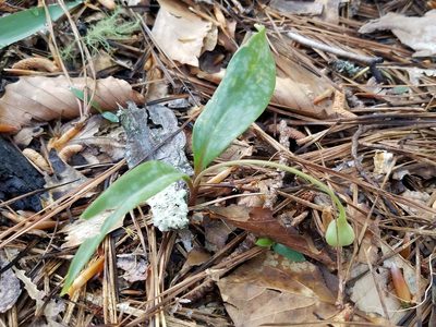 Erythronium umbilicatum, photographed by Leila Dasher