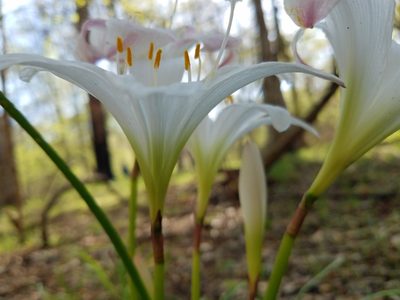 Zephyranthes atamasco, photographed by Leila Dasher