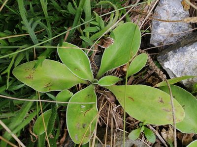 Craspedia uniflora