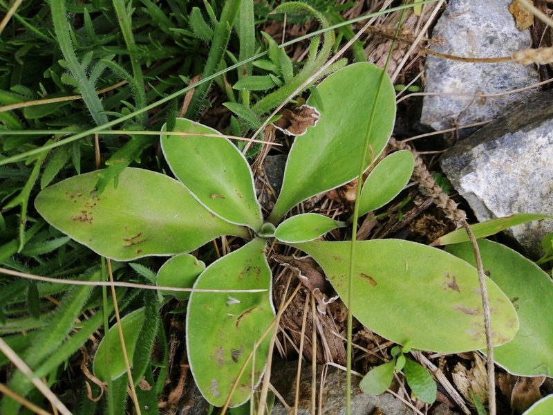 Craspedia uniflora, photographed by Andy McKay