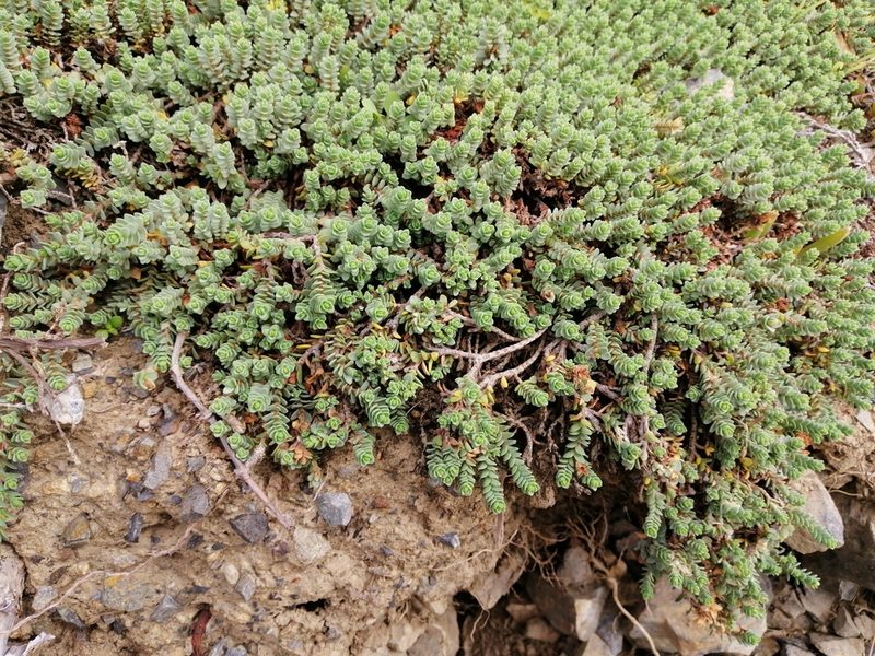 Pimelea carnosa, photographed by Andy McKay