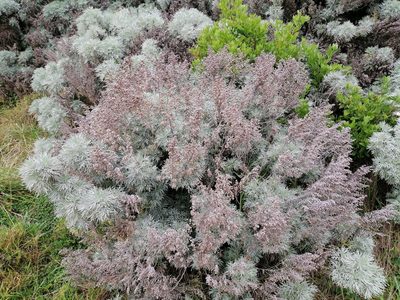 Artemisia arborescens, photographed by Andy McKay