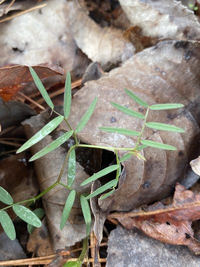 Vicia minutiflora, photographed by Alan Weakley