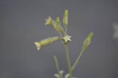 Nicotiana petunioides, photographed by veonatura