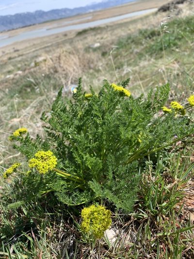 Lomatium grayi, photographed by brunsonm