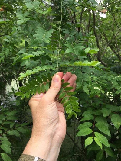 Gleditsia aquatica, photographed by Melanie Link-Perez