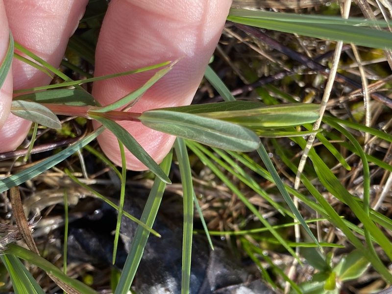 Hypericum sphaerocarpum, photographed by Alan Weakley
