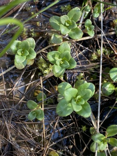 Clinopodium glabellum, photographed by Alan Weakley
