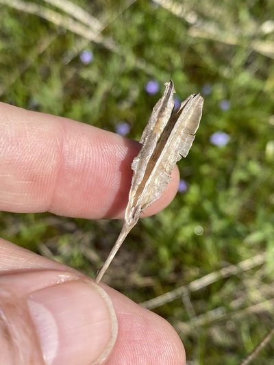 Nemastylis nuttallii, photographed by Alan Weakley
