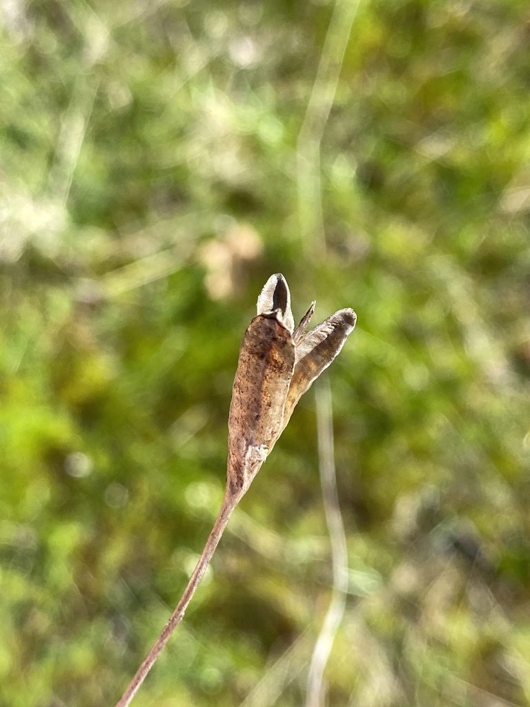 Nemastylis nuttallii, photographed by Alan Weakley
