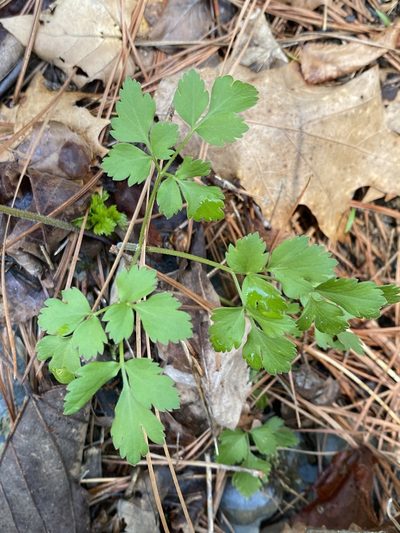 Thaspium chapmanii, photographed by Alan Weakley